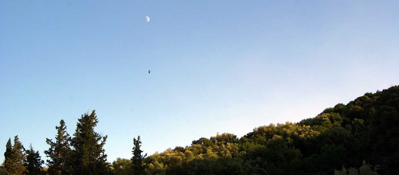Oiseau