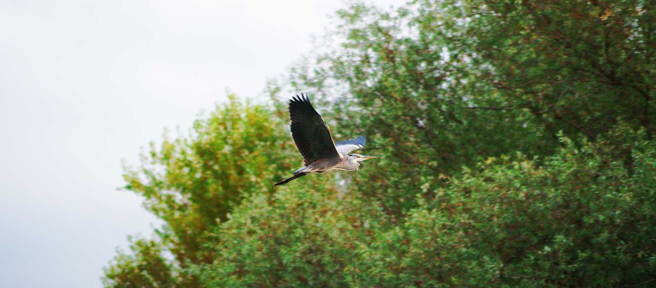 Poule d'eau